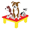 Severnside - Dog Agility Training - North Somerset